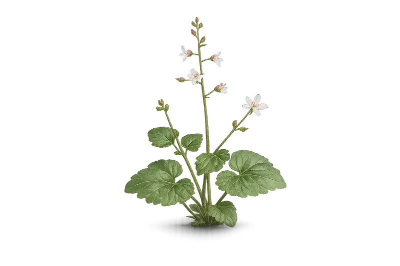 Enchanter's Nightshade