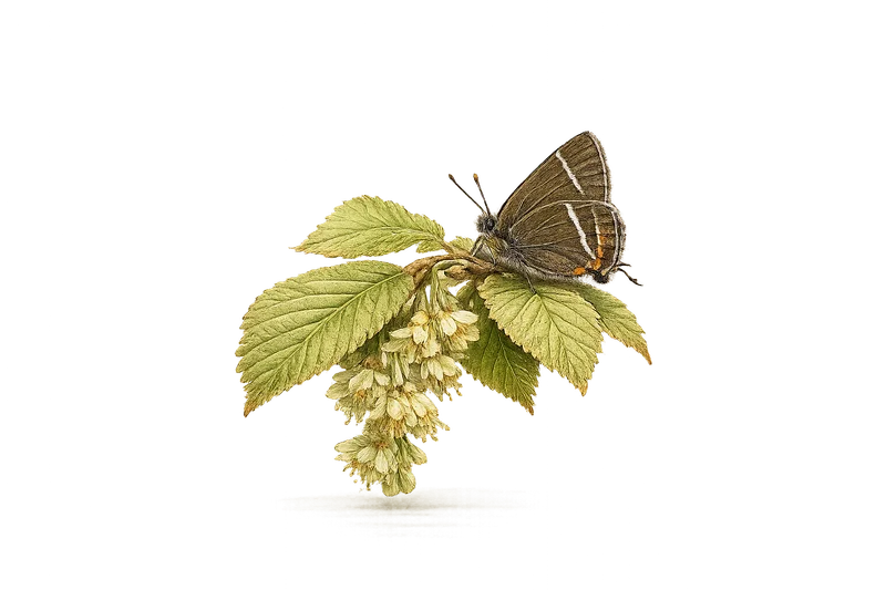 Holly Blue Butterfly