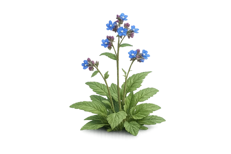 Alkanet