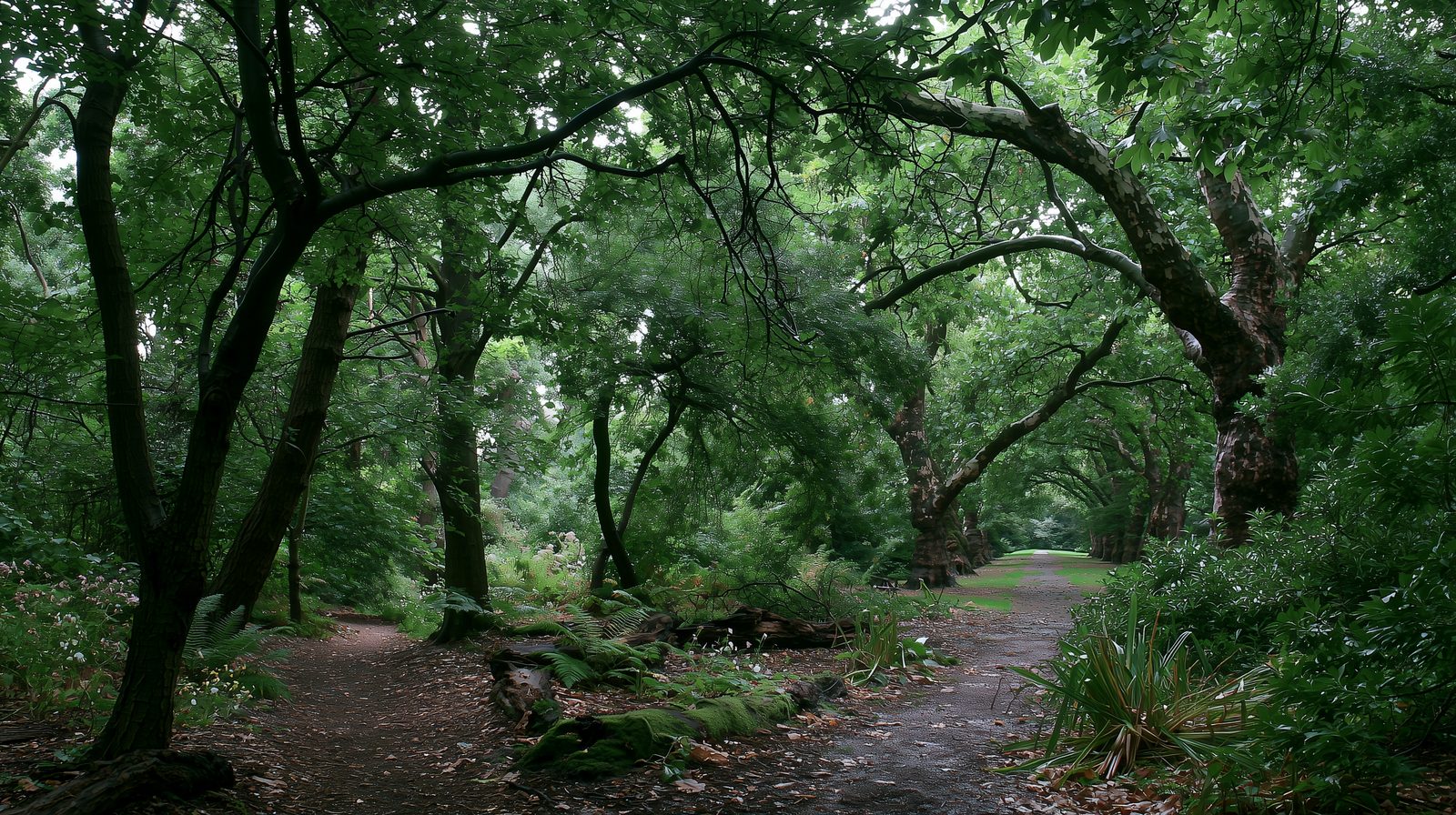 Present-day views of the Dell and the plane avenue
