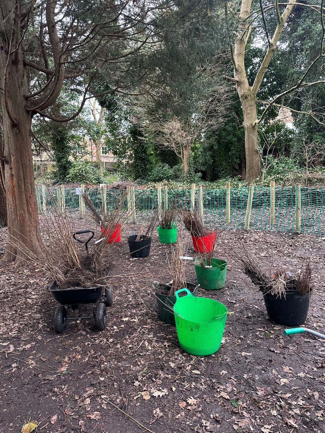 Bundles of native hedge plants ready to be planted by volunteers